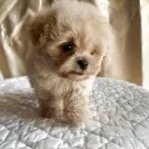 ペキプー(ペキニーズ×トイプードル)【栃木県・男の子・2025年9月18日・アプリコット/クリーム】の写真6