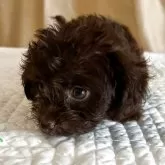 チワプー(チワワ×トイプードル)【栃木県・女の子・2025年3月23日・チョコ/ブラウン】の写真6