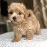 ペキプー(ペキニーズ×トイプードル)【栃木県・男の子・2025年5月28日・アプリコット】の写真7