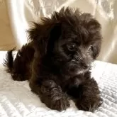 チワプー(チワワ×トイプードル)【栃木県・女の子・2025年3月23日・チョコ/ブラウン】の写真7