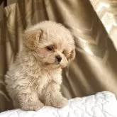 ペキプー(ペキニーズ×トイプードル)【栃木県・女の子・2025年9月18日・アプリコット/クリーム】の写真7