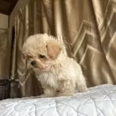 ペキプー(ペキニーズ×トイプードル)【栃木県・男の子・2025年9月18日・アプリコット/クリーム】の写真8