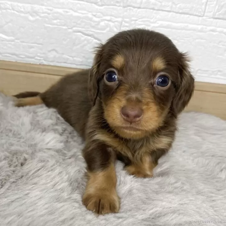 ID：2510-05326の子犬