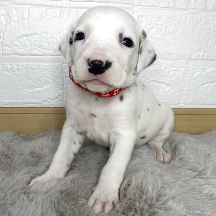 ブリーダー画像