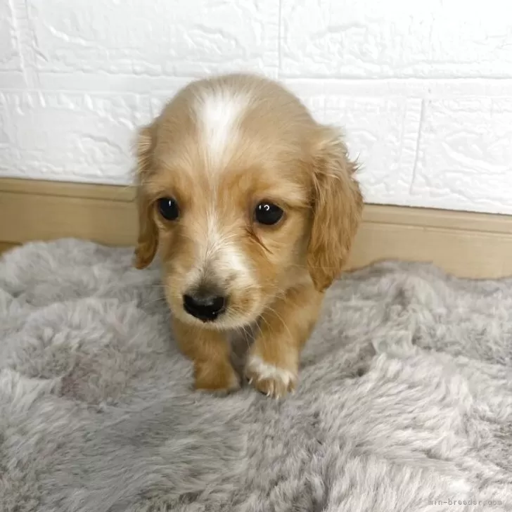 ID：2505-07290の子犬