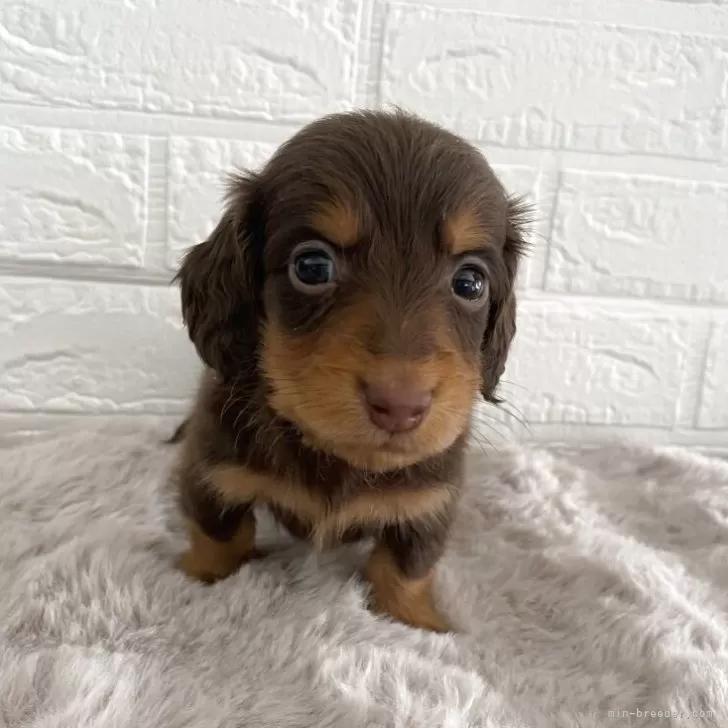 ID：2504-01201の子犬