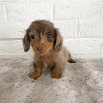 ミニチュアダックスフンド(ロング)【熊本県・女の子・2025年2月22日・チョコダップル】の写真「可愛い女の子💖」