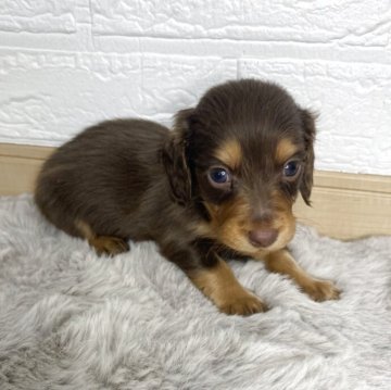 カニンヘンダックスフンド(ロング)【熊本県・男の子・2025年9月15日・チョコレート&タン】の写真「可愛い男の子🤎」