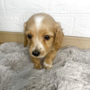 ミニチュアダックスフンド(ロング)【熊本県・女の子・2025年4月17日・ゴールド】の写真「白模様が可愛い女の子💖」