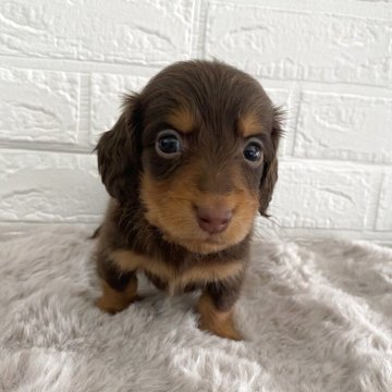 ミニチュアダックスフンド(ロング)【熊本県・男の子・2025年2月22日・チョコ&タン】の写真「可愛い男の子🩵」