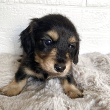 ミニチュアダックスフンド(ロング)【熊本県・男の子・2025年10月14日・ブラック&タン】の写真「可愛いブラックタン🖤」