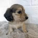 ミニチュアダックスフンド(ロング)【熊本県・女の子・2025年10月14日・シェーデッドイエロー】の写真4