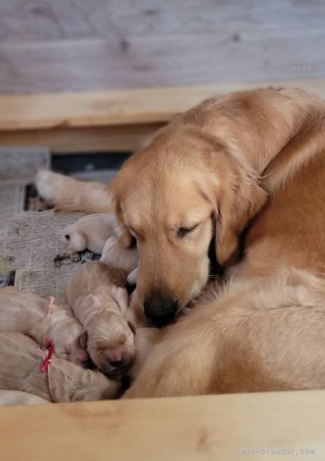 宮崎　大策(みやざき　だいさく)ブリーダー(岡山県・ゴールデンレトリバーなど・JKC登録)の紹介写真9
