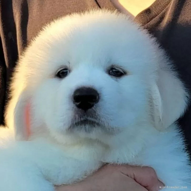 ID：2507-04463の子犬