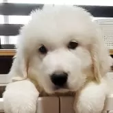 グレートピレニーズ