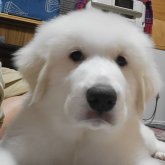 グレートピレニーズ