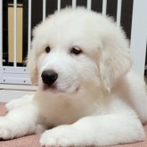 グレートピレニーズ