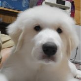 グレートピレニーズ