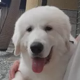 グレートピレニーズ