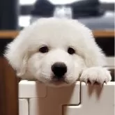 グレートピレニーズ