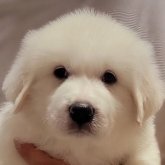 グレートピレニーズ