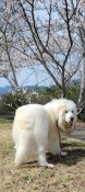 グレートピレニーズ【・男の子・2021年4月13日・ホワイト】