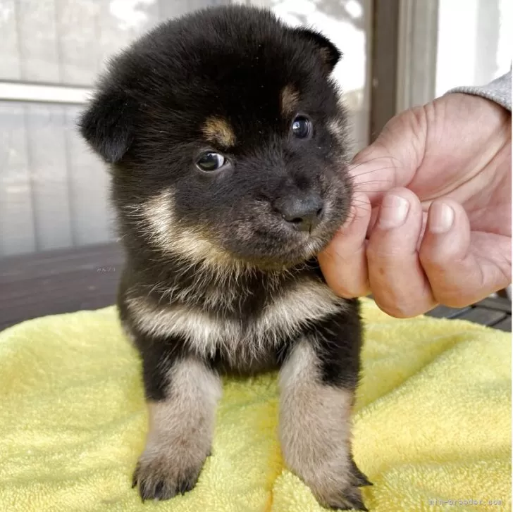 ID:2505-06351の子犬