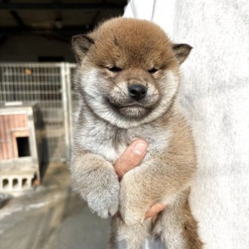 柴犬(標準サイズ)【福岡県・男の子・2025年10月15日・赤】の写真「ご飯もよく食べ元気な子です」