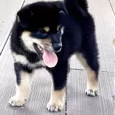 柴犬(標準サイズ)