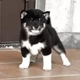豆柴