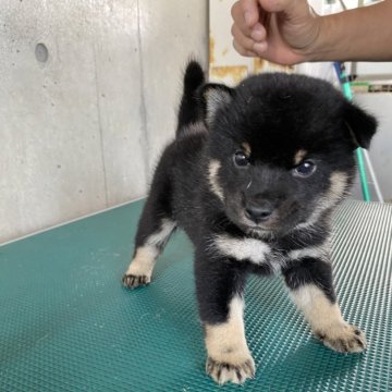 柴犬(標準サイズ)【福岡県・男の子・2024年8月1日・黒】の写真「性格も明るく元気です！」