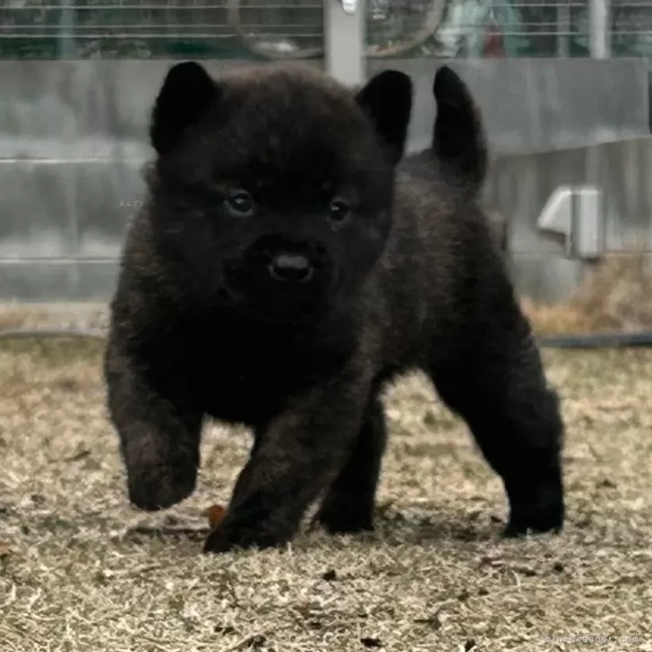 ID：2412-07504の子犬