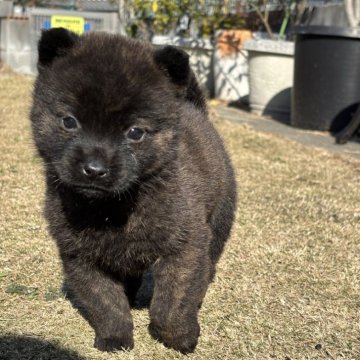 甲斐犬【大阪府・男の子・2025年11月11日・赤虎】の写真「抜群にハンサムな男の子💙」