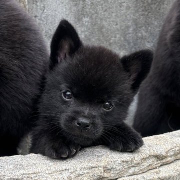 甲斐犬【大阪府・男の子・2025年8月4日・黒虎】の写真「将来的に若甲斐犬になりそうです💡」