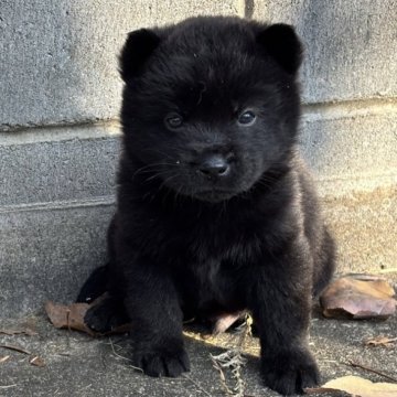 甲斐犬【大阪府・男の子・2025年11月5日・黒虎】の写真「抜群にハンサムな男の子💙」