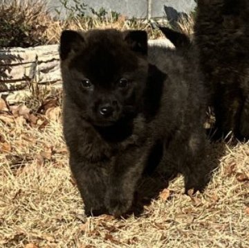 甲斐犬【大阪府・男の子・2024年12月3日・黒虎】の写真「小さな黒虎の男の子
実物は200倍かわゆいです♬」