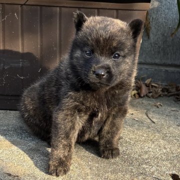 甲斐犬【大阪府・女の子・2025年11月5日・赤虎】の写真「全身に虎柄が散りばめられた女の子✨」