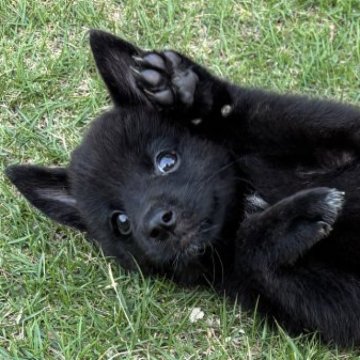 甲斐犬【大阪府・女の子・2025年8月4日・黒虎】の写真「安心のトレーニング完了済み✨」