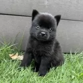 甲斐犬