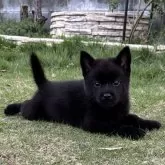 甲斐犬