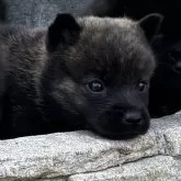 甲斐犬【大阪府・女の子・2025年11月5日・赤虎】の写真2