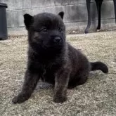 甲斐犬【大阪府・女の子・2025年11月5日・赤虎】の写真3