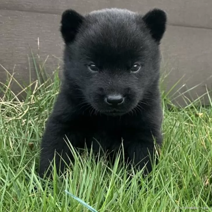 ID:2410-06474の子犬