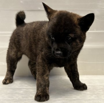 甲斐犬【大阪府・男の子・2024年2月20日・赤虎】の写真「キレイな赤虎毛、インターナショナルチャンピオン直子」