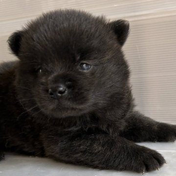 甲斐犬【大阪府・女の子・2024年3月14日・黒虎毛】の写真「女の子らしい性格の、頭の良い仔犬です。」
