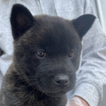 甲斐犬【大阪府・男の子・2023年2月5日・黒虎】の写真「かわいい顔の黒虎の男の子」