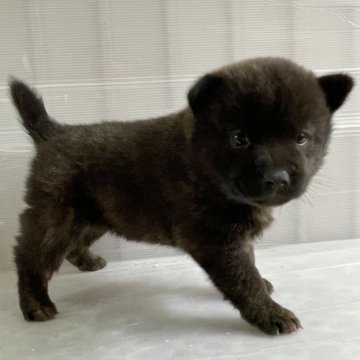 甲斐犬【大阪府・男の子・2023年10月10日・赤虎毛】の写真「祖父祖母ともにインターチャンピオン　赤虎の男の子2」