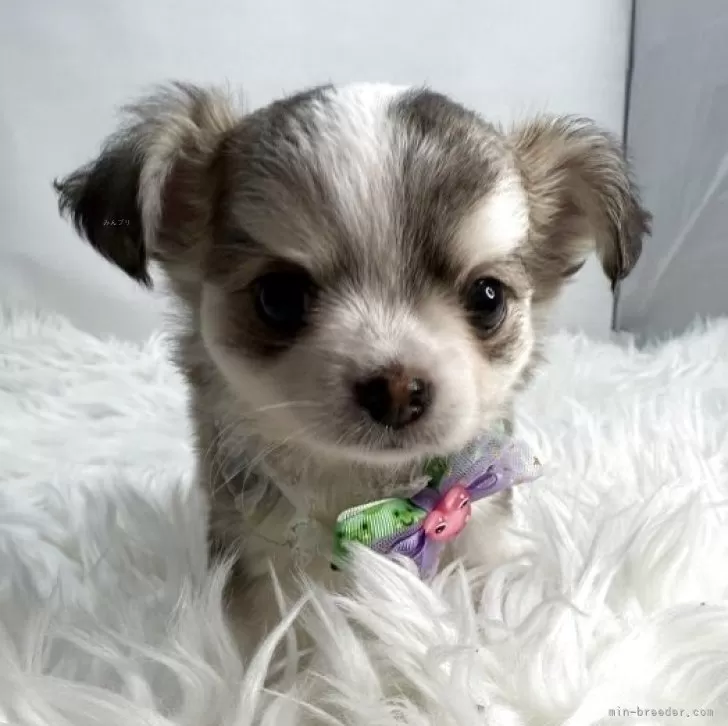 ID:2509-02320の子犬