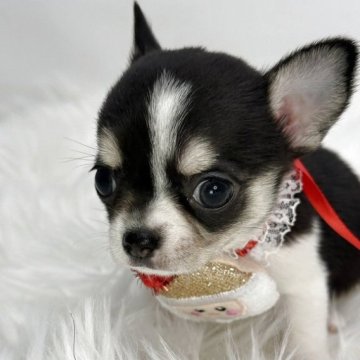 チワワ(スムース)【京都府・女の子・2025年10月16日・ブラック・ホワイト】の写真「かわいいブラック・ホワイトのおんなのこ 0292」