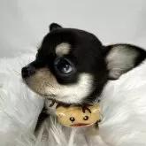 チワワ(スムース)